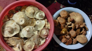 Грибы / Фото: "Грибы и грибники Алтайского края" во "ВКонтакте"