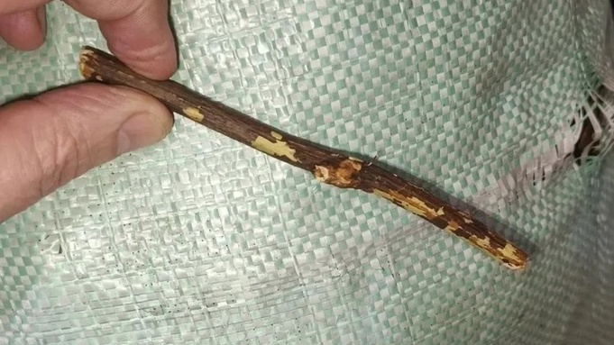 Стебель сабельника / Фото: Алтайский Россельхознадзор