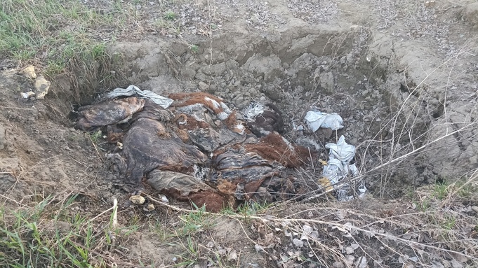 Под Новоалтайском обнаружили разлагающиеся трупы коров / Фото: vk.com/ngko22