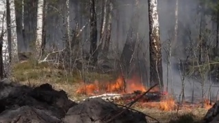 Пожар в Чернобыле / Фото:  Государственная служба Украины по чрезвычайным ситуациям 