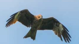 Коршуны / Фото: Роман и Татьяна Воробьевы