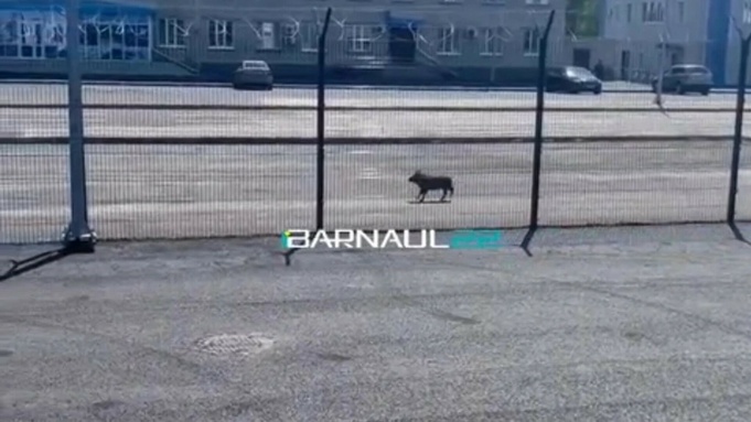 Кабан у аэропорта Барнаула / Фото: Barnaul 22