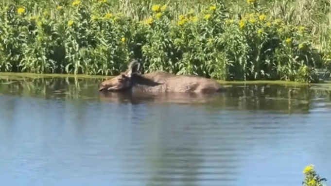 Лось застрял в водоеме в садоводстве 