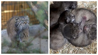 Манул Пепе и ее котята / Фото: Барнаульский и Ленинградский зоопарки