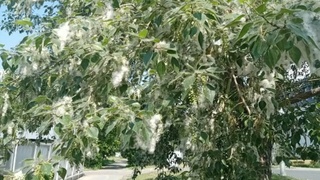 Природа с "украшениями" из тополиного пуха в Барнауле / Фото: amic.ru