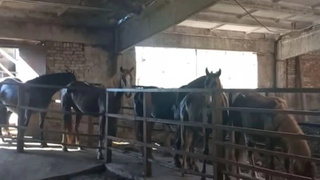Изъятые лошади / Фото: Алтайский Россельхознадзор
