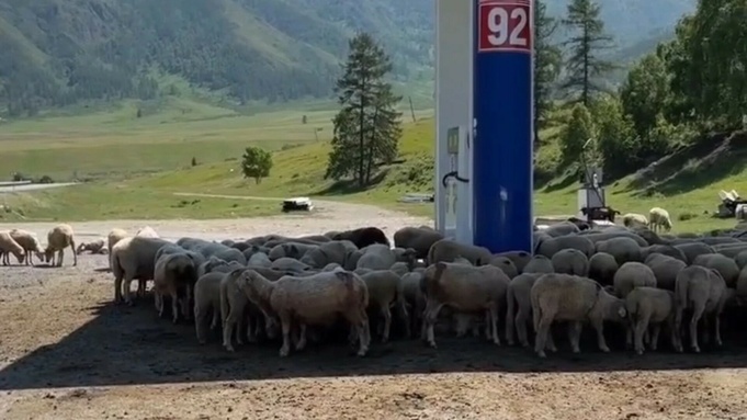 Очередь из баранов на заправке / Фото: скриншот видео