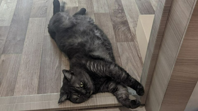 Кошка шотландской породы / Фото: amic.ru