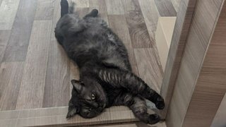 Кошка шотландской породы / Фото: amic.ru