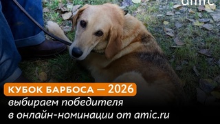 Выставка беспородных собак "Кубок Барбоса" / Фото: amic.ru