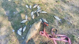 Рыба из алтайских водоемов / Фото: Алтайское рыболовное сообщество