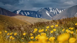 Желтые цветы на Алтае / Фото: В. Нарчук, Т. Ямонулова, С. Ботников, Е. Лучина / Сайлюгемский нацпарк