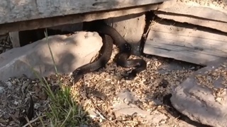 "Домашняя" гадюка / Фото: Алтайский биосферний заповедник