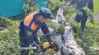 Уборка деревьев в Краснощековском районе / Фото: скриншот видео