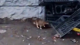 Нашествие крыс / Фото: "Инцидент Барнаул"