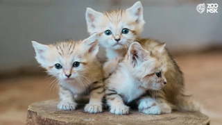 Барханные котята / Фото: Новосибирский зоопарк