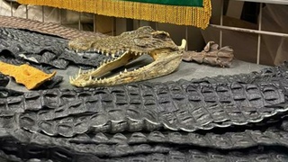 Части крокодила туриста из России / Фото: ФТС России