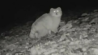 Манул на Алтае / Фото: скриншот видео