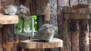 Пепе со своим котенком / Фото: скриншот видео