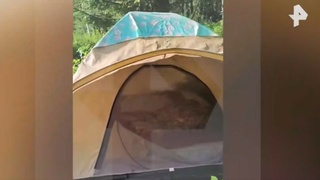 Палатка, из которой медведь вытащил туристку / Кадр из видео Рен ТВ