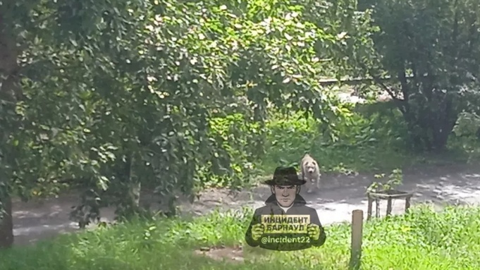 Алабай / Фото: канал в мессенджере Мах "Инцидент Барнаул"