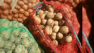 Орехи Кыргызстана / Фото: Алтайский Россельхознадзор