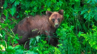 Медвежонок / Фото: Роман и Татьяна Воробьевы / Алтайский биосферный заповедник