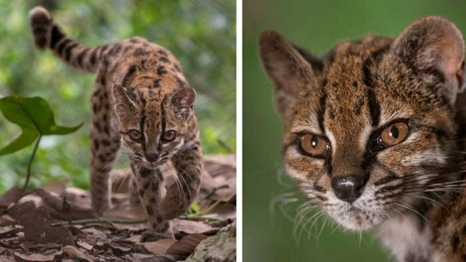 Новый вид кошки / Фото: X / Ens&eacute;&ntilde;ame de Ciencia