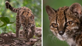 Новый вид кошки / Фото: X / Ens&eacute;&ntilde;ame de Ciencia