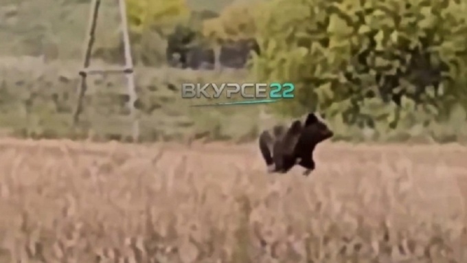 Медведь / Скриншот видео "В курсе 22"