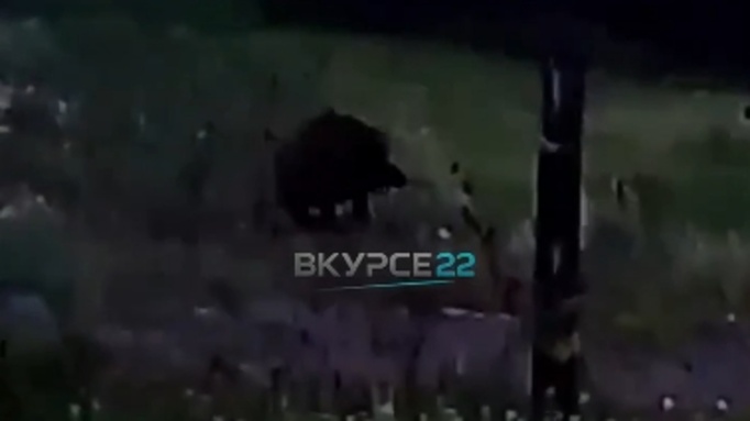 Кабан / Скриншот из видео "В курсе 22"