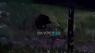 Кабан / Скриншот из видео "В курсе 22"