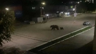 В Заринске якобы заметили медведицу с медвежонком / Изображение: "Инцидент Барнаул" 