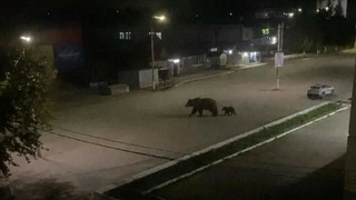 В Заринске якобы заметили медведицу с медвежонком / Изображение: "Инцидент Барнаул" 