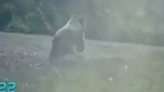 Бегущий медвежонок в Тогульском районе / Фото: скриншот видео