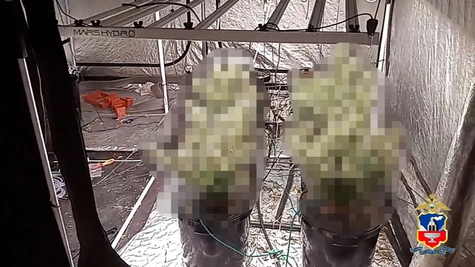 Наркотики, выращенные барнаульцем / Фото: ГУ МВД по Алтайскому краю