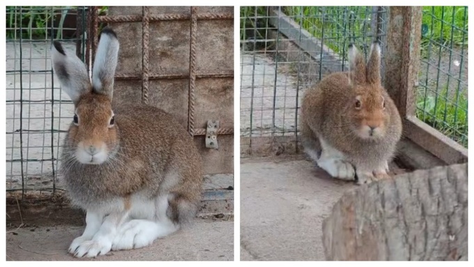 Заяц-беляк / Фото: max.ru/channel_zoo22ru