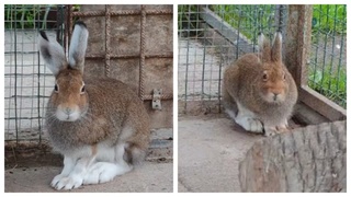 Заяц-беляк / Фото: max.ru/channel_zoo22ru