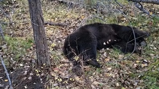 Медведя ликвидировали / Фото: СУ СКР по Иркутской области
