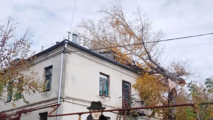 Упавшее на крышу дома дерево / Фото: 