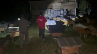 Пасека, где медведь напал на подростка / Кадр из видео