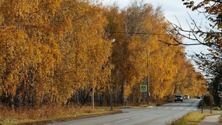 Березовая роща в Барнауле / Фото: Екатерина Смолихина / amic.ru