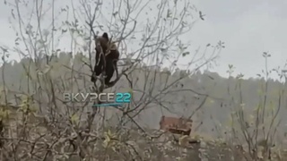 Медвежонок на яблоне / Фото: скриншот видео