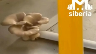 Грибы в автобусе / Фото: скриншот видео