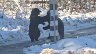 Драка медведей / Скриншот из видео Go_Barnaul