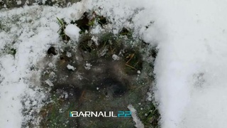 Следы медведя обнаружили в Белокурихе / Фото: "Барнаул 22"