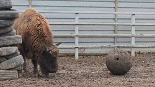 Зубр Мурашик / Скриншот из видео / Барнаульский зоопарк