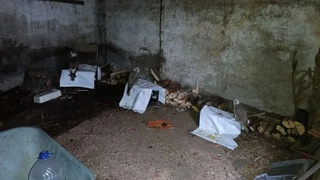 Соколы / Фото: СУ СКР по Алтайскому краю