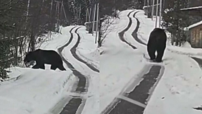 Один из медведей в Белокурихе / Фото: соцсети