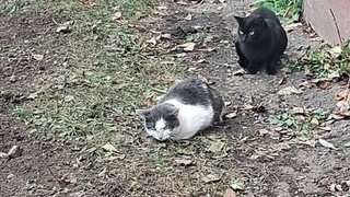 Кошка выпала с восьмого этажа / Фото: "Бусинка" 